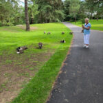 A KCIL member photographs some geese in Kew Gardens