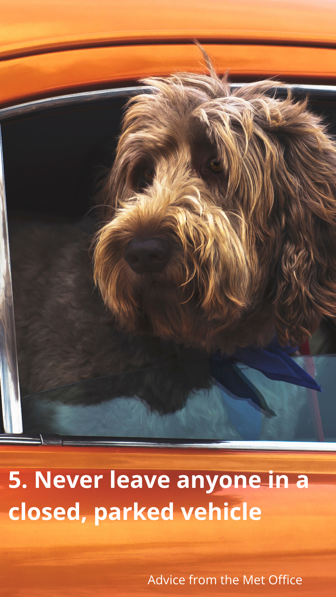 5. Never leave anyone in a closed, parked vehicle (photo of dog in car)