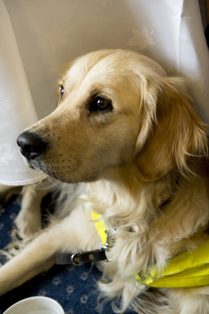 A guide dog sitting under a table