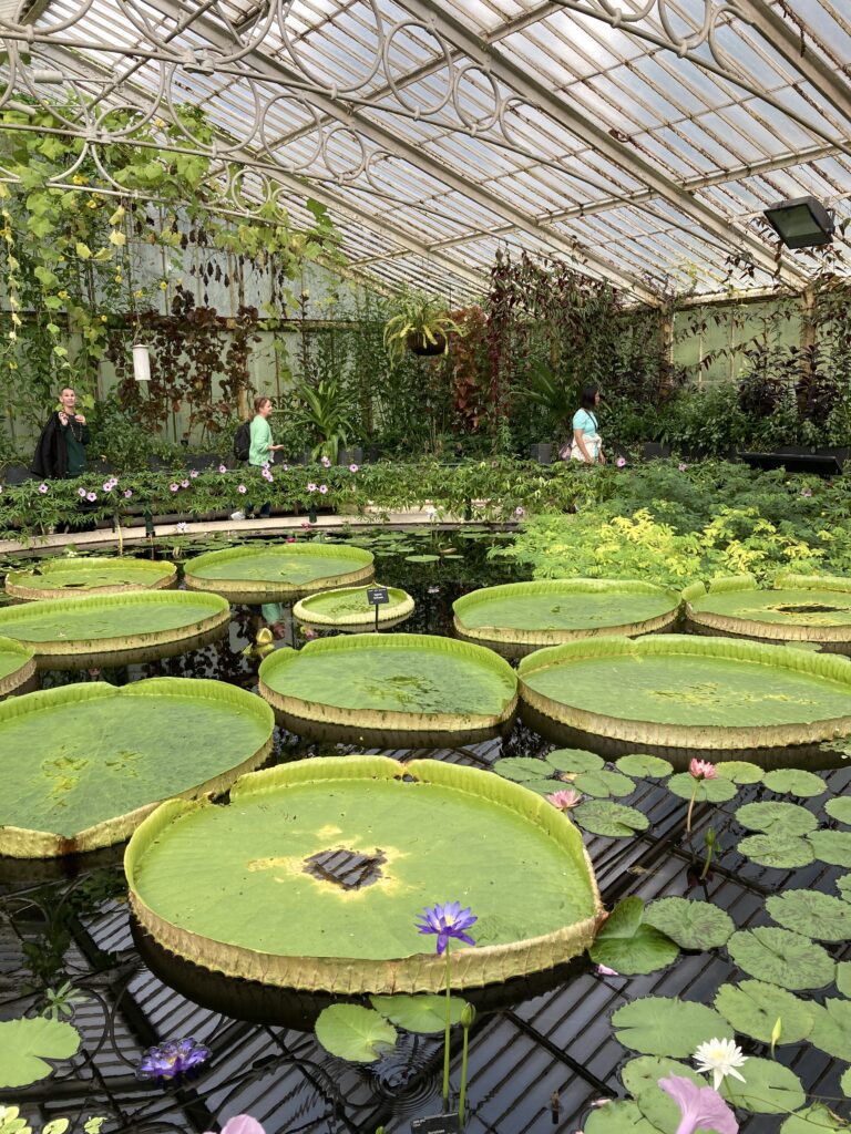 An image of some giant waterlilies.