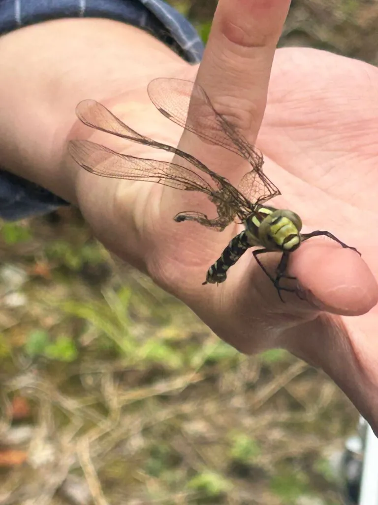 An outstretched hand holding out a dragonfly